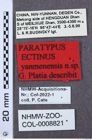 Etikette zu Ectinus yanmenensis (NHMW-ZOO-COL-0008821)